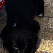Bronx is registered to the contest to win money with this photo: dog, puppy, black_dog, tile_floor, indoor, pet, lying_down, sad_eyes, paws, muzzle, whiskers, young_dog, companion, portrait, floor_tiles, home_interior, resting, cute, domestic_animal, white_toe