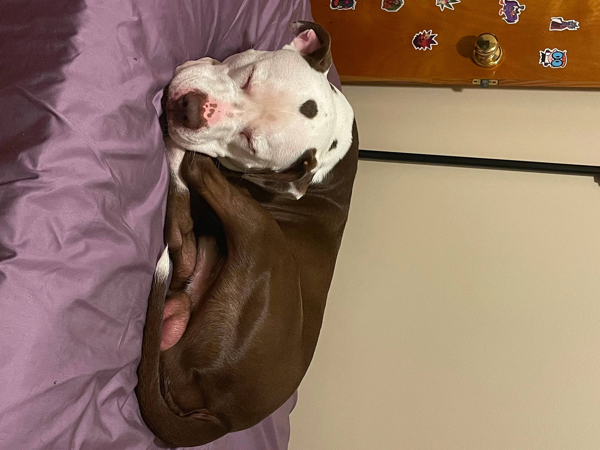 Draco joined the competition — help win amazing prizes! canidae, carnivore, comfort, companion_dog, dog_breed, fang, fawn, felidae, fur, jaw, non_sporting_group, roar, room, sleeve, small_to_medium_sized_cats, terrestrial_animal, toy, whiskers