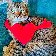 Mallow a rejoint le concours — aidez-le/la à gagner de superbes lots ! tabby_cat, cat, pet, animal, feline, green_eyes, red_heart, plush_toy, blanket, indoor, resting, cute, fur, whiskers, ears, paws, striped, cozy, closeup, portrait
