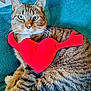 tabby_cat, cat, pet, animal, feline, green_eyes, red_heart, plush_toy, blanket, indoor, resting, cute, fur, whiskers, ears, paws, striped, cozy, closeup, portrait