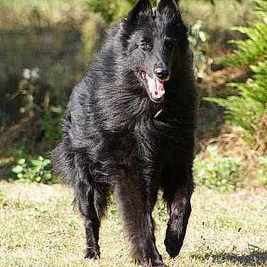 Vigor De Condivicnum