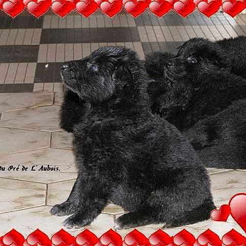 Les Chiots Du Pré De L'aubois