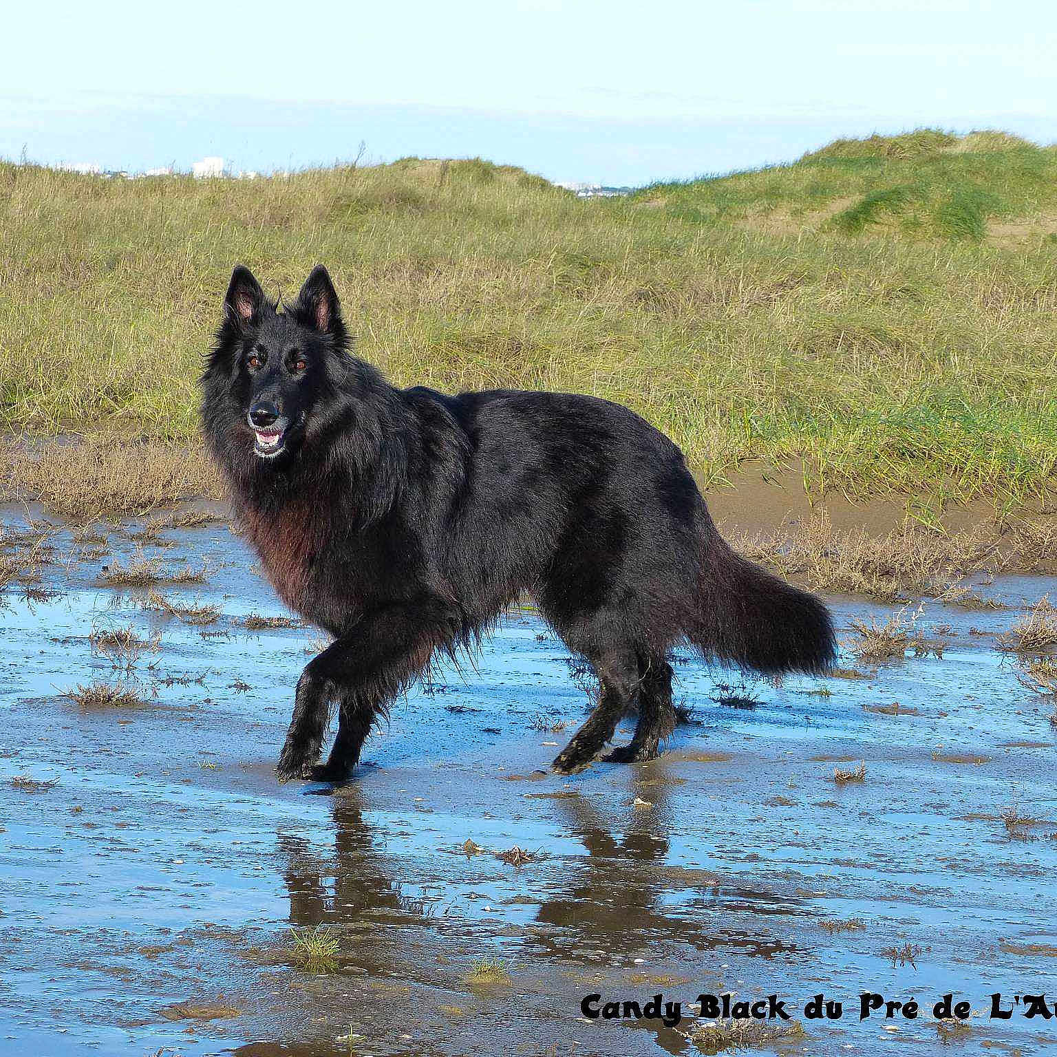 Candy Black Du Pré De L'aubois