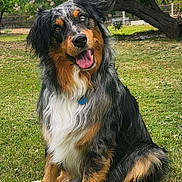 Ranger joined the competition — help win amazing prizes! animal, australian_shepherd, canine, collar, cute, dog, friendly, fur, grass, greenery, happy, nature, outdoor, pet, playful, portrait, sitting, summer, tongue_out, tree