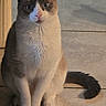 Astro joined the competition — help win amazing prizes! cat, indoor, animal, pet, feline, sitting, curious, blue_eyes, fur, tail, whiskers, closeup, floor, tile, domestic, mammal, cute, alert, portrait, young