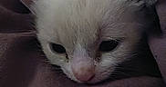 Astro joined the competition — help win amazing prizes! kitten, cat, white, gray, ears, sleepy, cute, pet, animal, fur, blanket, purple, snuggled, closeup, face, young, domestic, cozy, resting, indoors