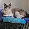 Astro joined the competition — help win amazing prizes! cat, feline, pet, indoor, lounge, pillow, colorful, galaxy_pattern, blue, purple, white, gray, fur, couch, textured, wall, relaxed, looking, animal, domestic