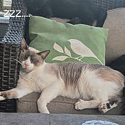 Astro joined the competition — help win amazing prizes! cat, sleeping, couch, pillow, outdoor, relaxing, feline, pet, cozy, resting, animal, whiskers, fur, black_cat, white_cat, woven_furniture, table, decor, lazy, nap