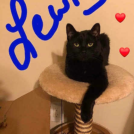 Lewis