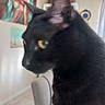 cat, black_cat, close_up, indoor, chair, yellow_eyes, pet, feline, curious, room, painting, wall_art, curtain, tile_floor, domestic_animal, furniture, house, blurred, side_view, ear
