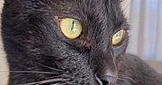 Nikki is registered to the contest to win money with this photo: cat, black_cat, yellow_eyes, whiskers, indoor, pet, feline, close_up, portrait, animal, fur, domestic_cat, curious, looking_away, soft_light, sharp_detail, cute, mammal, ears, face