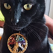 Nikki is registered to the contest to win money with this photo: black_cat, cat, close_up, yellow_eyes, whiskers, tree_of_life_pendant, jewelry, ornament, pet, animal, feline, portrait, indoor, cute, domestic_cat, whiskers_visible, fur, necklace, accessory, face