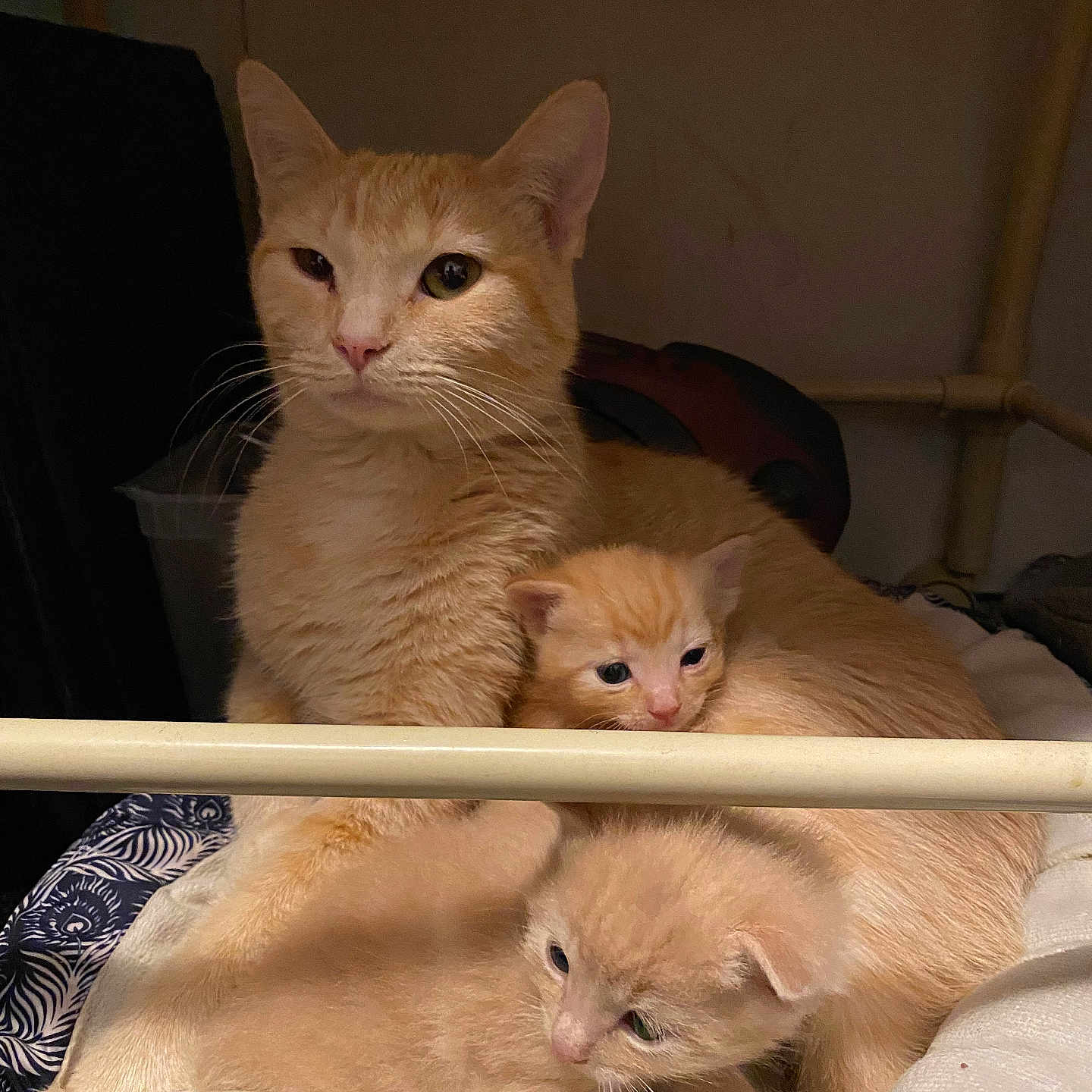 Princess is registered to the contest to win money with this photo: abyssinian, angora, animal, bed, cat, computer, couch, electronics, furniture, hardwood, indoors, kitten, laptop, manx, pc, pet, plywood, shelf, siamese, wood