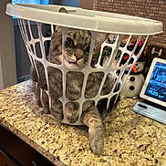 Shadow is registered to the contest to win money with this photo: cat, laundry_basket, gray_tabby, curious, kitchen, countertop, granite, brick_backsplash, window, snowman_decoration, indoor, pet, animal, feline, playful, home, domestic, cute, confused, peeking