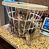 cat, laundry_basket, gray_tabby, curious, kitchen, countertop, granite, brick_backsplash, window, snowman_decoration, indoor, pet, animal, feline, playful, home, domestic, cute, confused, peeking