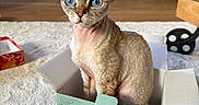 Véga a rejoint le concours — aidez-le/la à gagner de superbes lots ! cat, devon_rex, pet, animal, blue_eyes, curly_fur, large_ears, portrait, sitting, cardboard_box, mint_green_box, indoors, living_room, rug, furniture, television, home_decor, closeup, centered_subject, cute