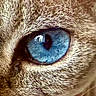 Véga participe au concours pour gagner de l'argent avec cette photo : cat, eye, blue_eye, fur, animal, pet, close_up, macro, portrait, sapphire, blue, gaze, pupil, iris, facial_feature, whiskers, texture, brown_fur, photography, indoor