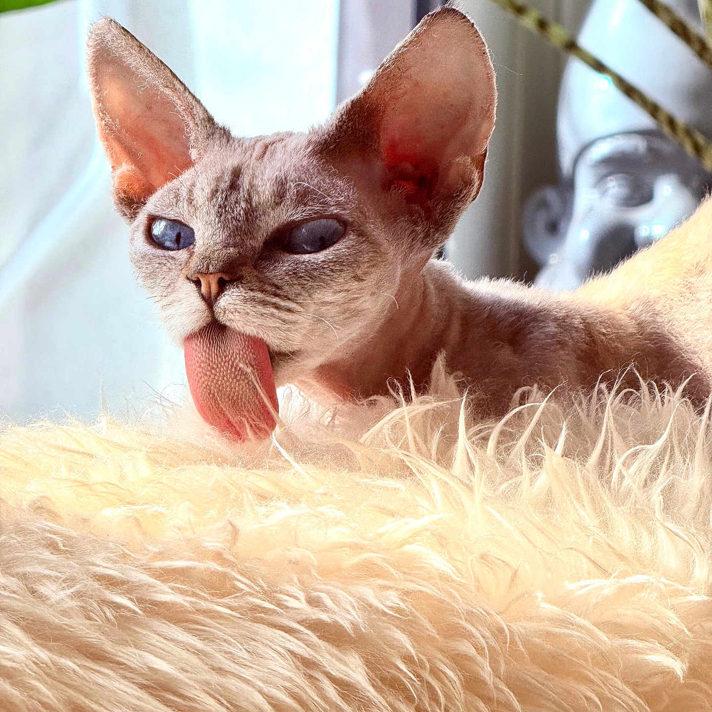Véga a rejoint le concours — aidez-le/la à gagner de superbes lots ! cat, kitten, sphynx_cat, pet, animal, tongue, grooming, funny, portrait, close_up, blue_eyes, large_ears, short_hair, furry_blanket, cozy, sunlight, window, indoors, relaxed, photography