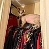cat, sphynx_cat, hairless_cat, pet, animal, wide_eyes, standing, clothing_rack, closet, wardrobe, curtains, indoor, home, fashion, garments, colorful_clothes, red_clothing, hanger, portrait, funny