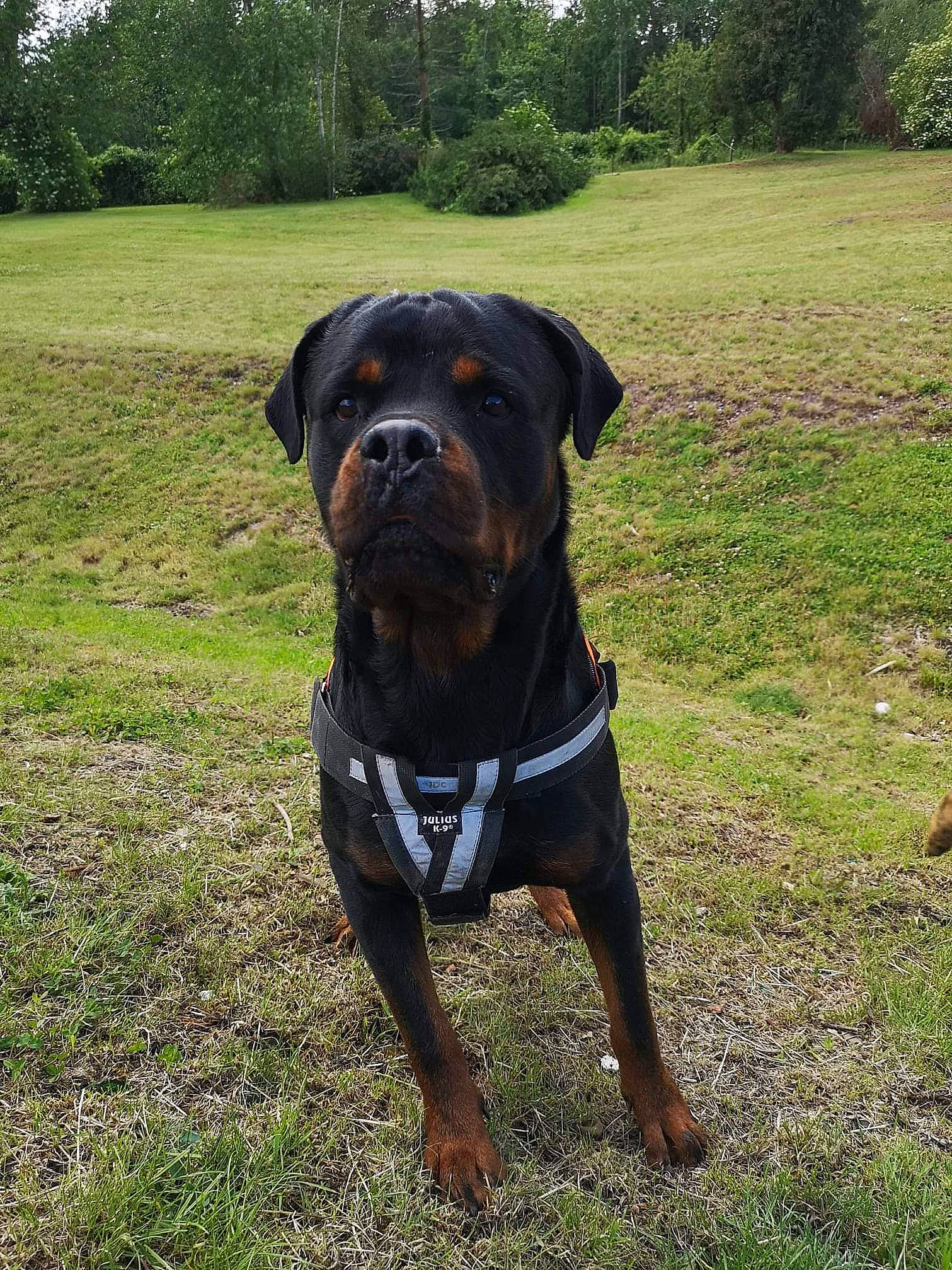 Mac participe au concours pour gagner de l'argent avec cette photo : canidae, carlin_pinscher, carnivore, companion_dog, dog, dog_breed, guard_dog, hunting_dog, mammal, molosser, plant, rare_breed_dog, rottweiler, snout, sporting_group, vertebrate, working_dog