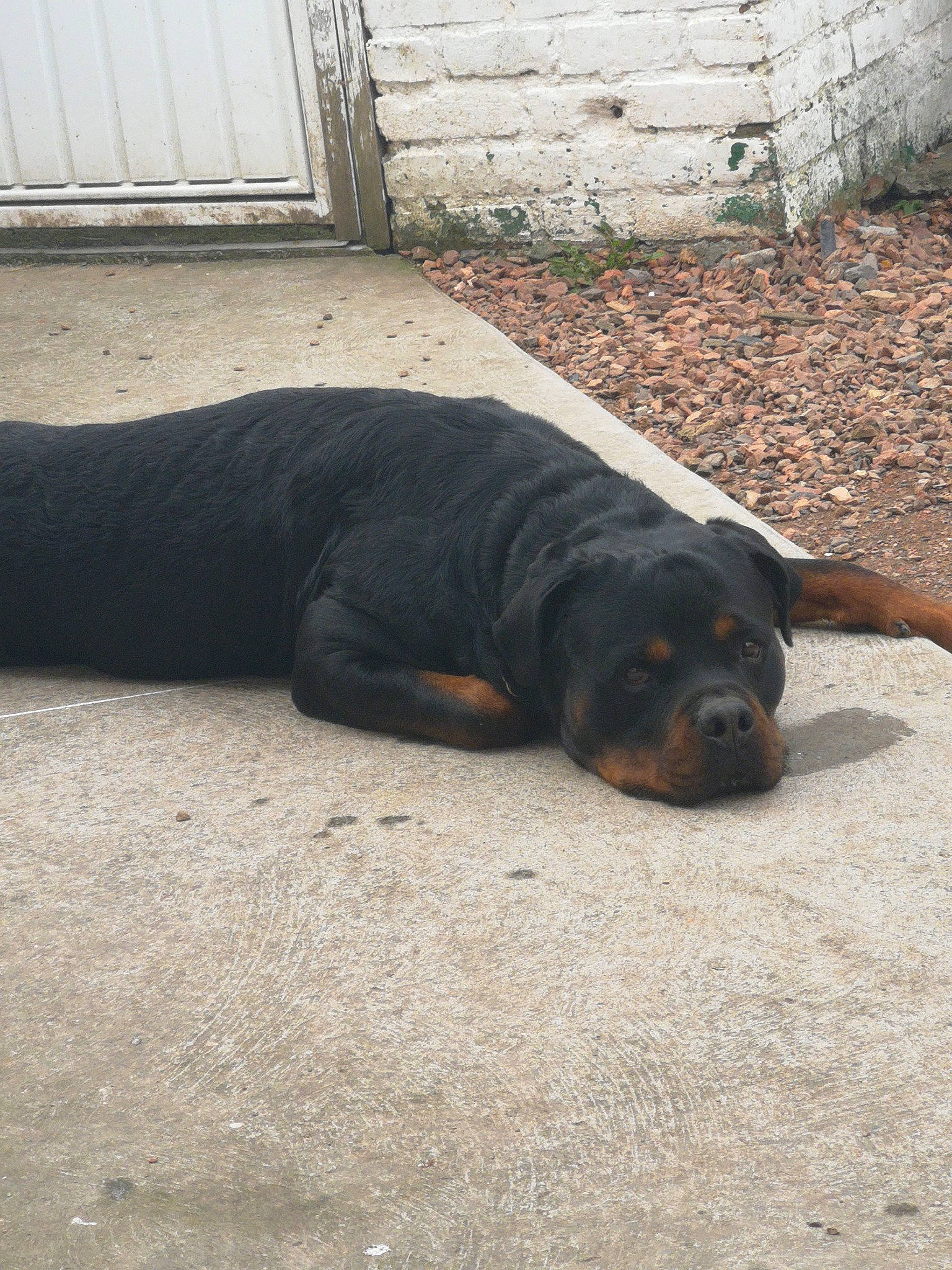 Mac a rejoint le concours — aidez-le/la à gagner de superbes lots ! canidae, carnivore, companion_dog, dog, dog_breed, fawn, guard_dog, hunting_dog, rottweiler, snout, sporting_group, street_dog, working_dog