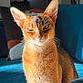 Opium a rejoint le concours — aidez-le/la à gagner de superbes lots ! abyssinian_cat, animal, blue_couch, cat, closeup, cozy, domestic_cat, ears, eyes, feline, fur, home, indoor, mammal, pet, portrait, relaxed, sitting, sunlight, whiskers