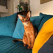 Opium participe au concours pour gagner de l'argent avec cette photo : cat, curious, cushion, decor, ears, furniture, indoor, lamp, living_room, mirror, painting, pet, portrait, seated, sofa, tail, teal, whiskers, wooden_cabinet, yellow