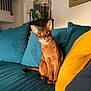 cat, curious, cushion, decor, ears, furniture, indoor, lamp, living_room, mirror, painting, pet, portrait, seated, sofa, tail, teal, whiskers, wooden_cabinet, yellow