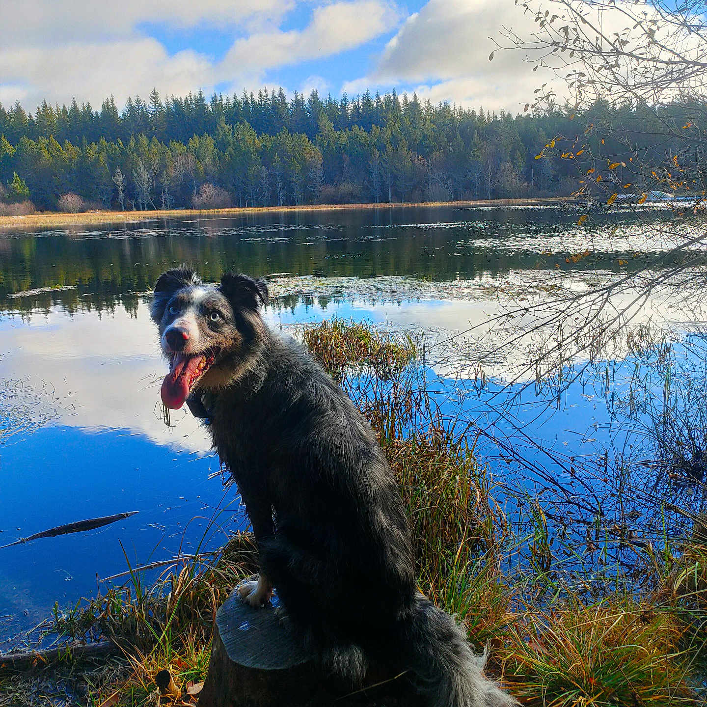 Rukia participe au concours pour gagner de l'argent avec cette photo : animal, canine, dog, fir, lake, land, nature, outdoors, pet, plant, pond, puppy, scenery, swamp, terrier, tree, treestump, vegetation, water, waterfront
