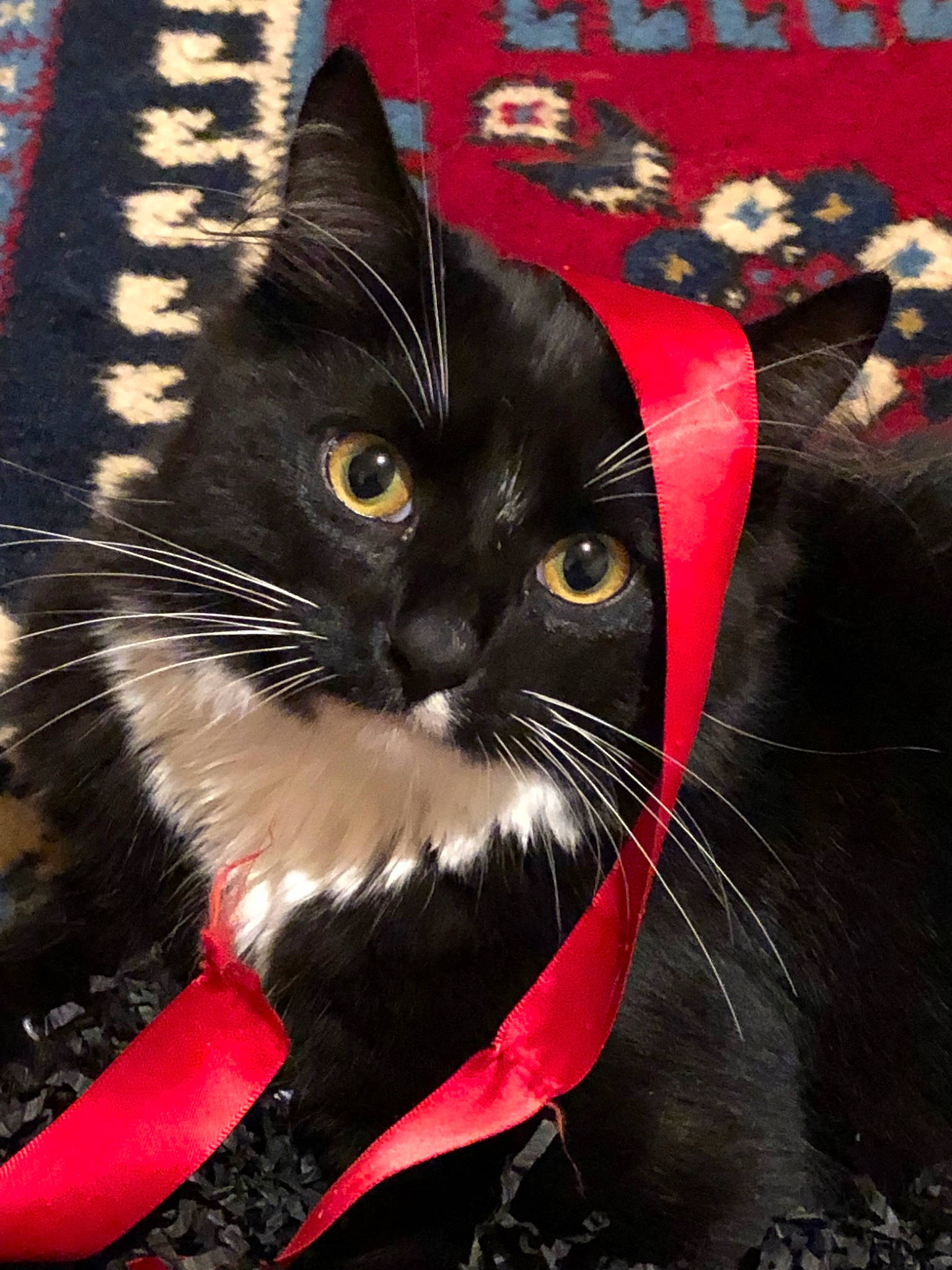 Marley joined the competition — help win amazing prizes! asian, black, black_cat, carnivore, cat, domestic_short_haired_cat, felidae, kitten, small_to_medium_sized_cats, snout, whiskers