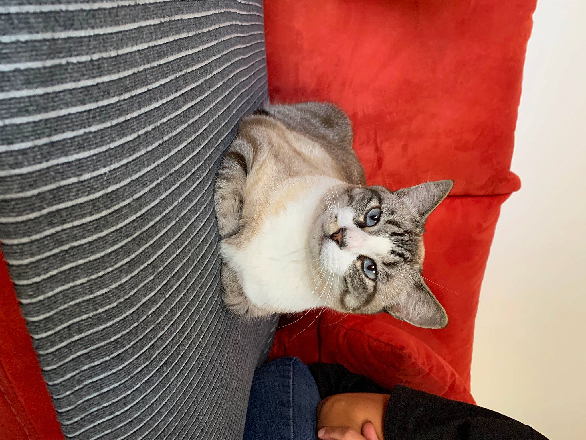 Woopy a rejoint le concours — aidez-le/la à gagner de superbes lots ! asian, carnivore, cat, domestic_short_haired_cat, european_shorthair, felidae, kitten, mammal, polydactyl_cat, small_to_medium_sized_cats, whiskers