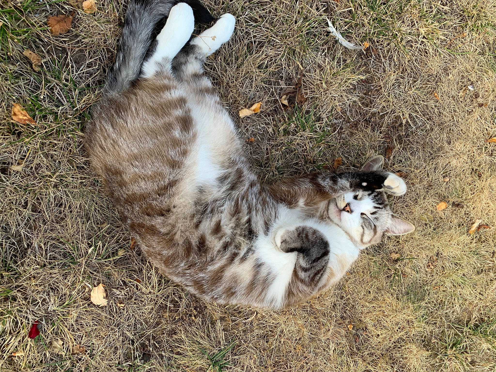 Woopy participe au concours pour gagner de l'argent avec cette photo : carnivore, cat, domestic_short_haired_cat, european_shorthair, felidae, fur, grass, kitten, organism, plant, play, polydactyl_cat, rusty_spotted_cat, small_to_medium_sized_cats, tabby_cat, tail, whiskers, wild_cat