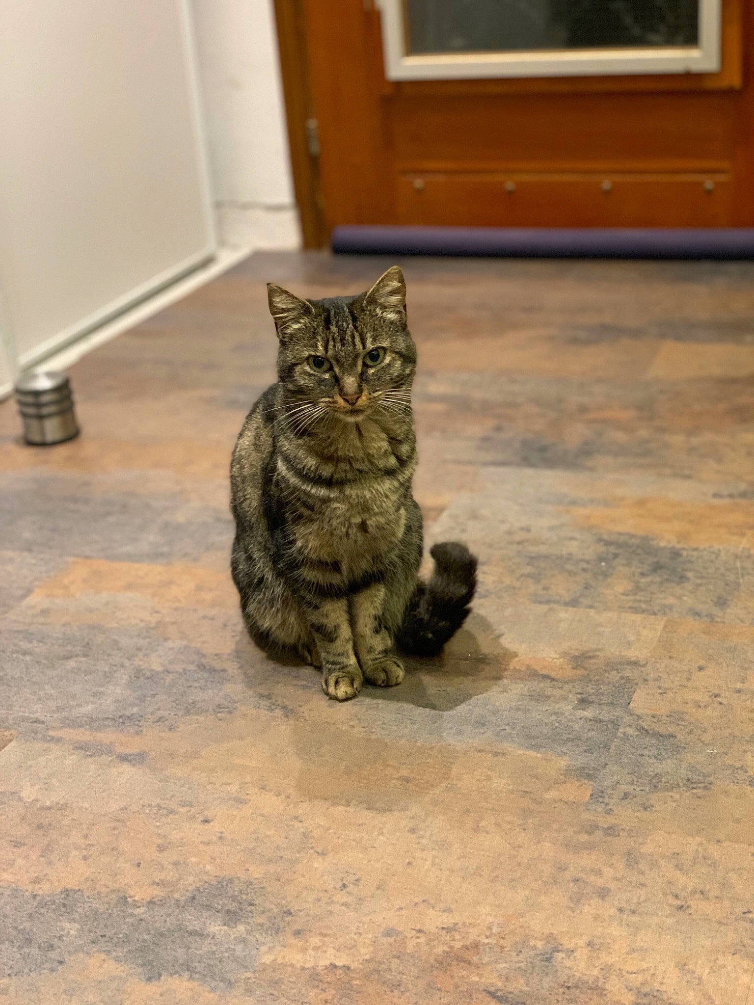 Loonie participe au concours pour gagner de l'argent avec cette photo : asian, carnivore, cat, domestic_short_haired_cat, dragon_li, egyptian_mau, european_shorthair, felidae, floor, flooring, kitten, polydactyl_cat, small_to_medium_sized_cats, snout, tabby_cat, whiskers