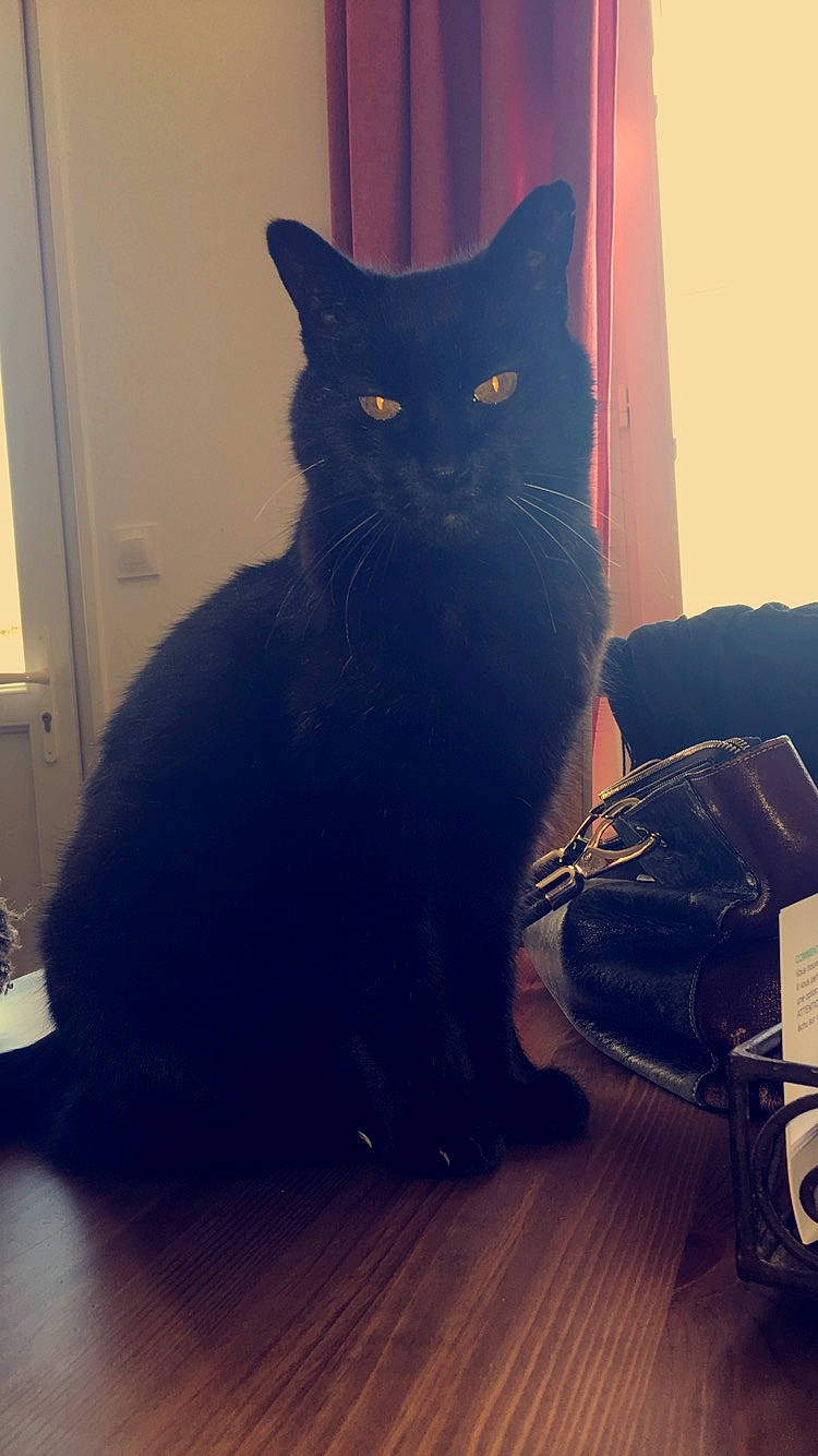 Boul a rejoint le concours — aidez-le/la à gagner de superbes lots ! asian, black, black_cat, bombay, carnivore, cat, domestic_short_haired_cat, ear, european_shorthair, eye, felidae, fur, kitten, room, sitting, small_to_medium_sized_cats, tail, whiskers