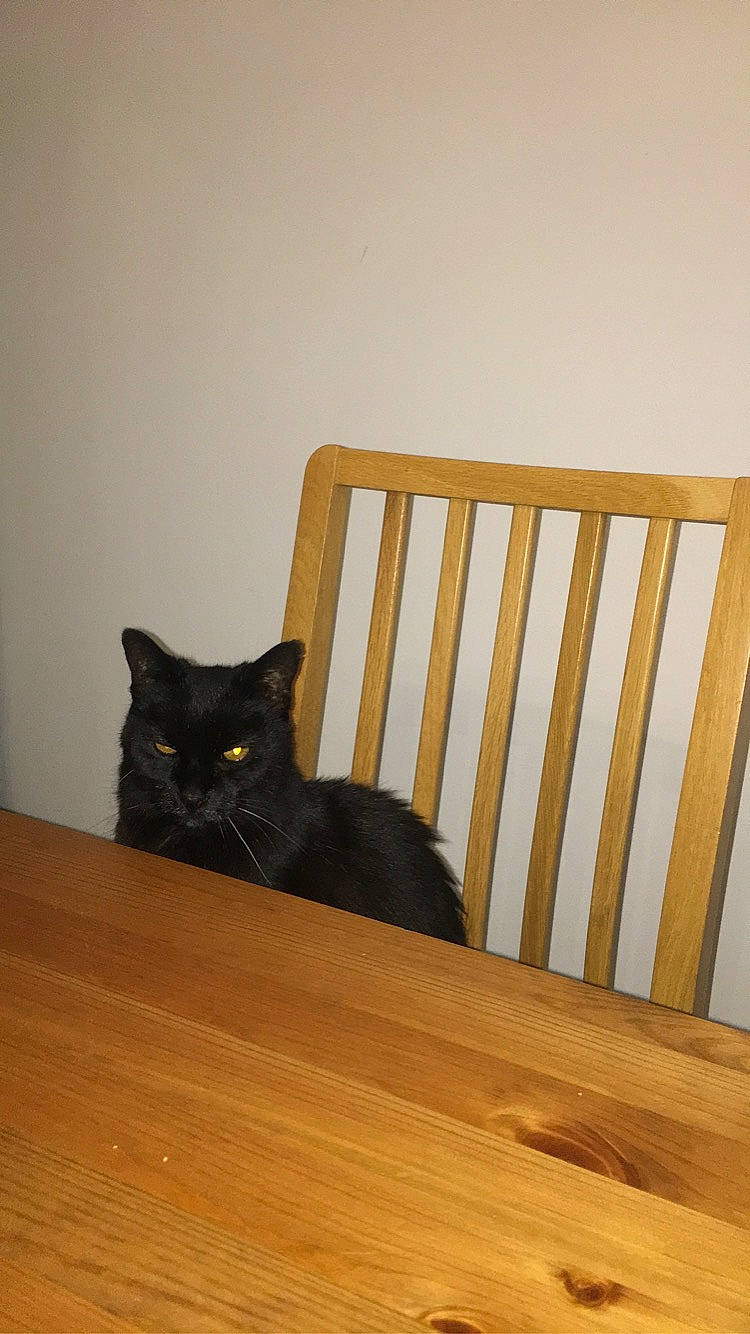 Boul participe au concours pour gagner de l'argent avec cette photo : asian, bed, black_cat, bombay, british_shorthair, carnivore, cat, domestic_short_haired_cat, felidae, floor, flooring, furniture, hardwood, room, small_to_medium_sized_cats, tail, whiskers, wood