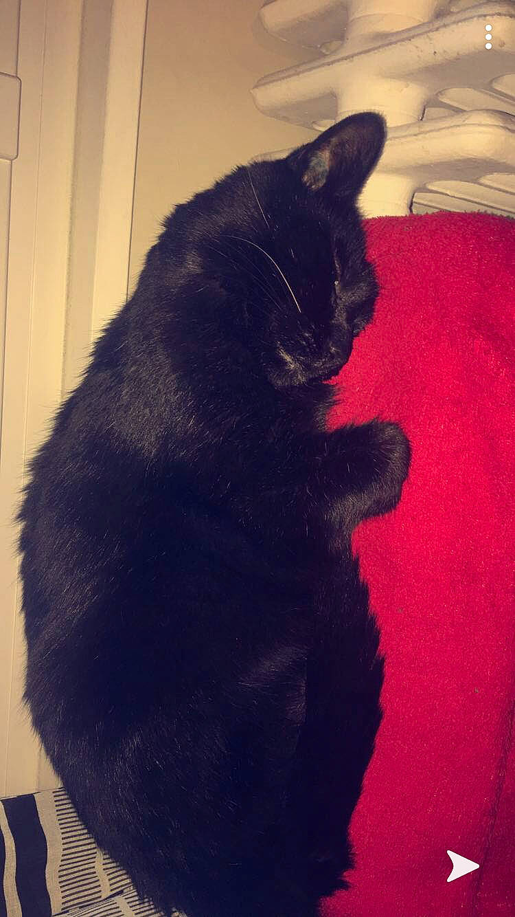 Boul participe au concours pour gagner de l'argent avec cette photo : asian, black, black_cat, bombay, carnivore, cat, claw, domestic_short_haired_cat, ear, eye, felidae, fur, kitten, polydactyl_cat, small_to_medium_sized_cats, snout, tail, whiskers