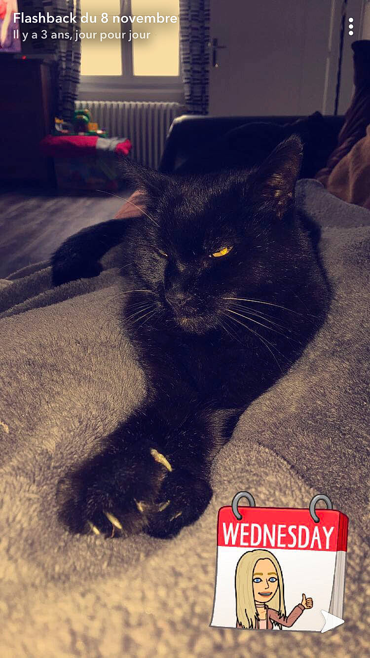 Boul a rejoint le concours — aidez-le/la à gagner de superbes lots ! asian, black, black_cat, carnivore, cat, domestic_short_haired_cat, ear, european_shorthair, felidae, fur, photo_caption, photography, polydactyl_cat, sky, small_to_medium_sized_cats, snout, tail, whiskers