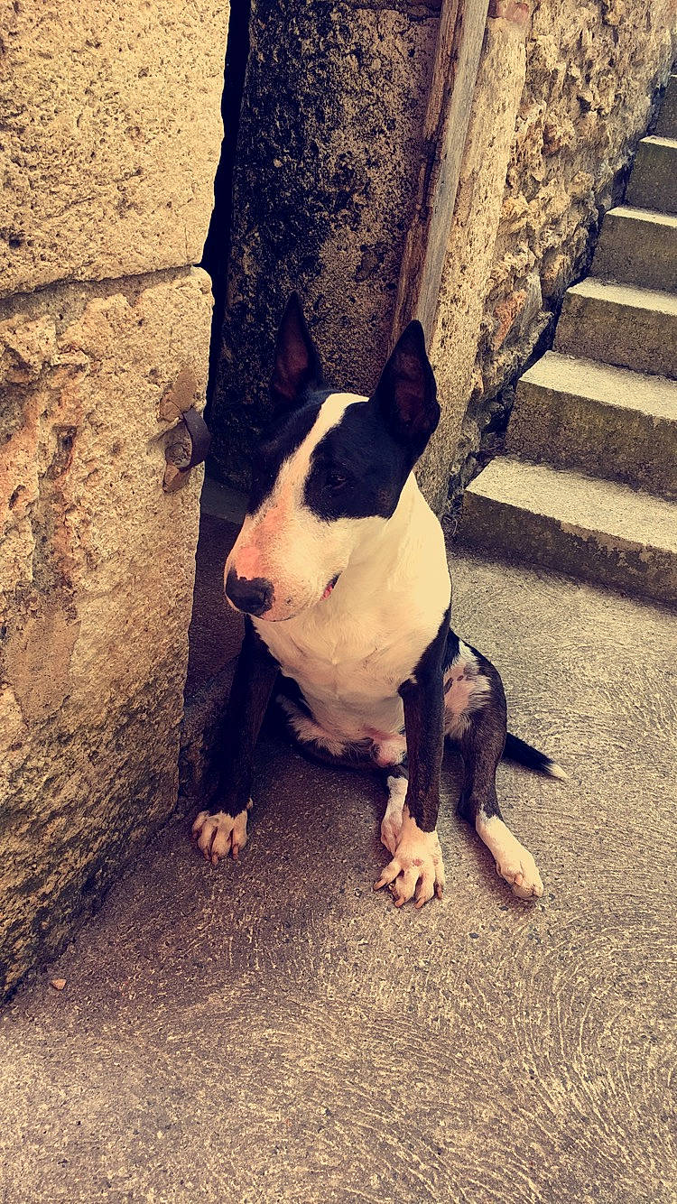 Dreamer a rejoint le concours — aidez-le/la à gagner de superbes lots ! american_staffordshire_terrier, boston_terrier, bull_and_terrier, bull_terrier, bull_terrier_miniature, bulldog, canidae, carnivore, dog, dog_breed, fawn, mammal, non_sporting_group, nose, pit_bull, snout, tail, terrier, tree, vertebrate