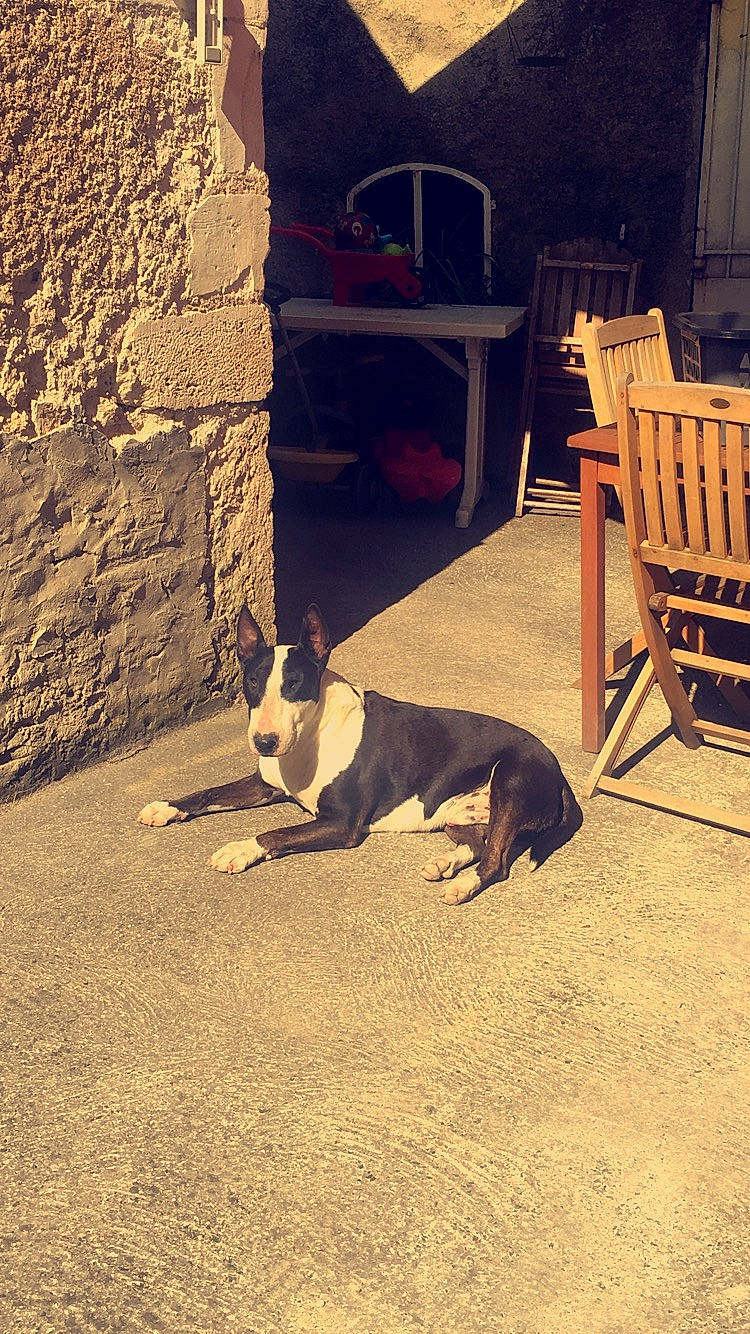 Dreamer a rejoint le concours — aidez-le/la à gagner de superbes lots ! boston_terrier, bull_and_terrier, canidae, carnivore, dog, dog_breed, mammal, non_sporting_group, snout, tail, tree, vertebrate