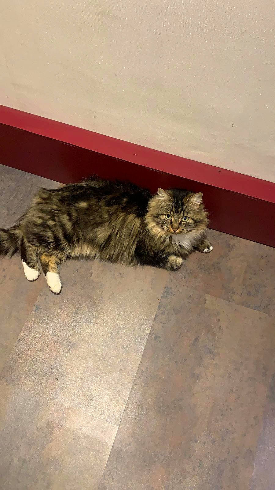 Gaston a rejoint le concours — aidez-le/la à gagner de superbes lots ! carnivore, cat, domestic_long_haired_cat, domestic_short_haired_cat, dragon_li, european_shorthair, felidae, floor, flooring, kitten, kurilian_bobtail, maine_coon, mammal, norwegian_forest_cat, small_to_medium_sized_cats, tabby_cat, tail, whiskers