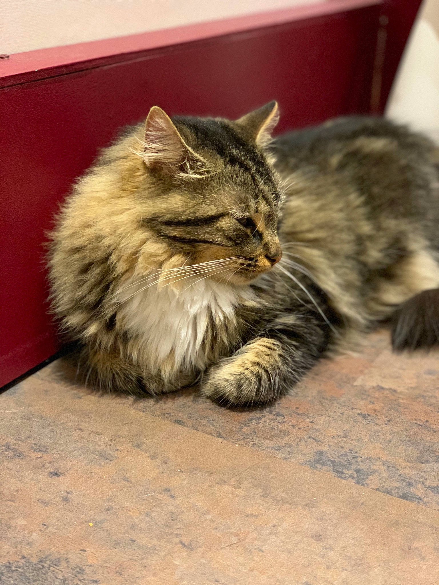 Gaston participe au concours pour gagner de l'argent avec cette photo : asian_semi_longhair, british_semi_longhair, carnivore, cat, cymric, domestic_long_haired_cat, domestic_short_haired_cat, dragon_li, european_shorthair, felidae, fur, kurilian_bobtail, maine_coon, mammal, norwegian_forest_cat, siberian, small_to_medium_sized_cats, tabby_cat, whiskers, wild_cat