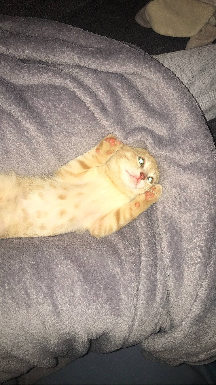 Bingo a rejoint le concours — aidez-le/la à gagner de superbes lots ! bengal, carnivore, cat, european_shorthair, fawn, felidae, fur, kitten, small_to_medium_sized_cats, tabby_cat, tail