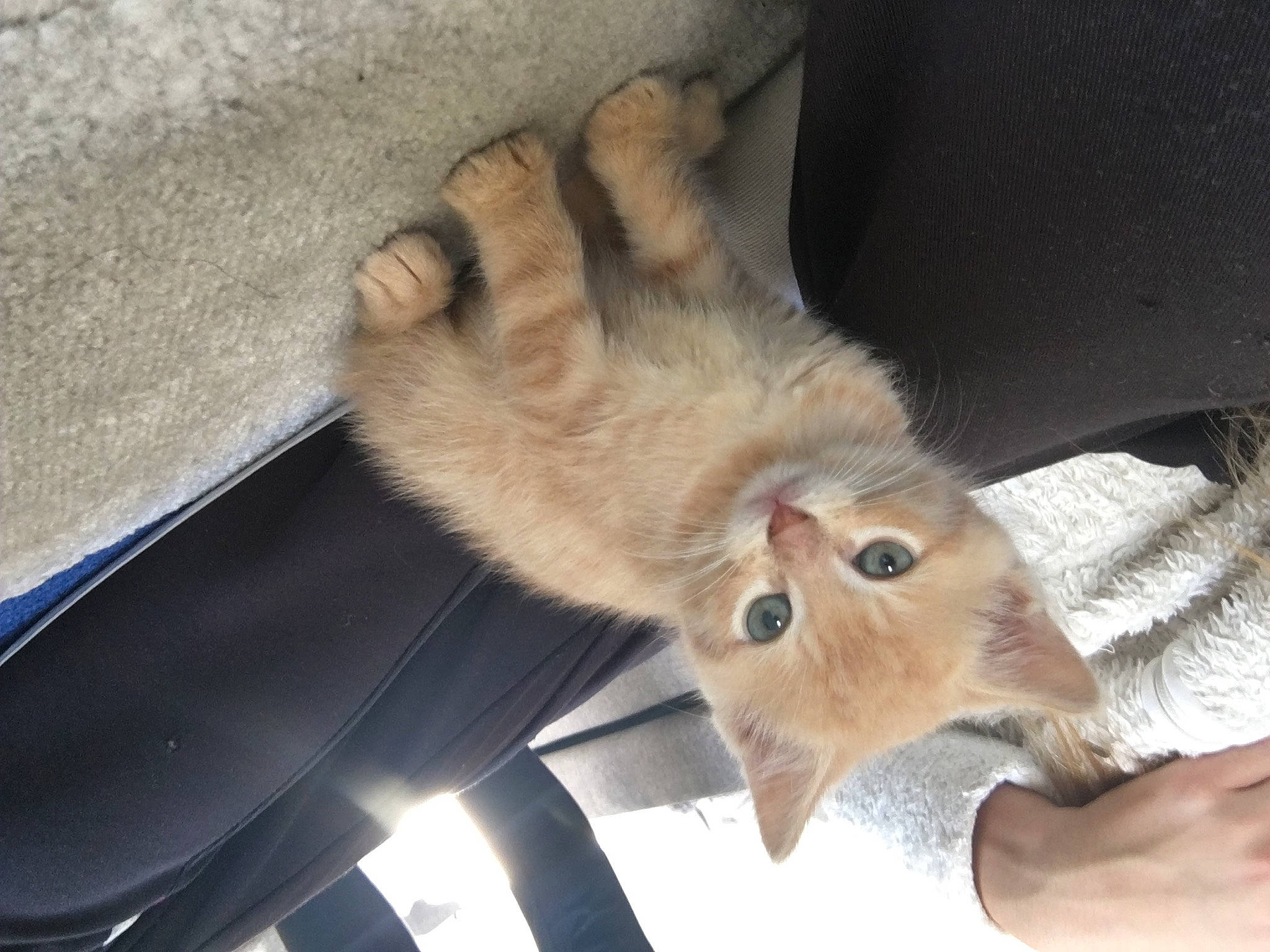 Bingo a rejoint le concours — aidez-le/la à gagner de superbes lots ! canidae, carnivore, cat, claw, fawn, felidae, kitten, paw, small_to_medium_sized_cats, tail, whiskers