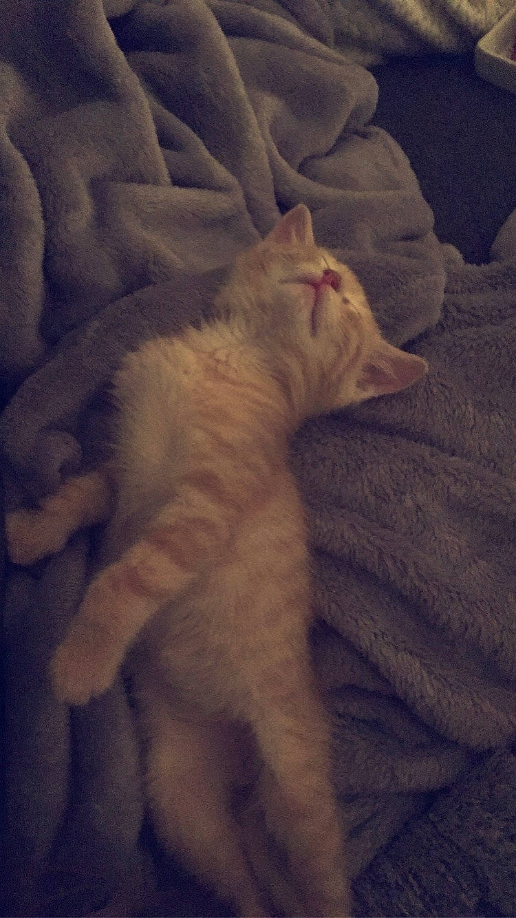 Bingo participe au concours pour gagner de l'argent avec cette photo : burmilla, carnivore, cat, claw, colorpoint_shorthair, fawn, felidae, fur, kitten, nap, paw, sleep, small_to_medium_sized_cats, tail, turkish_angora, whiskers