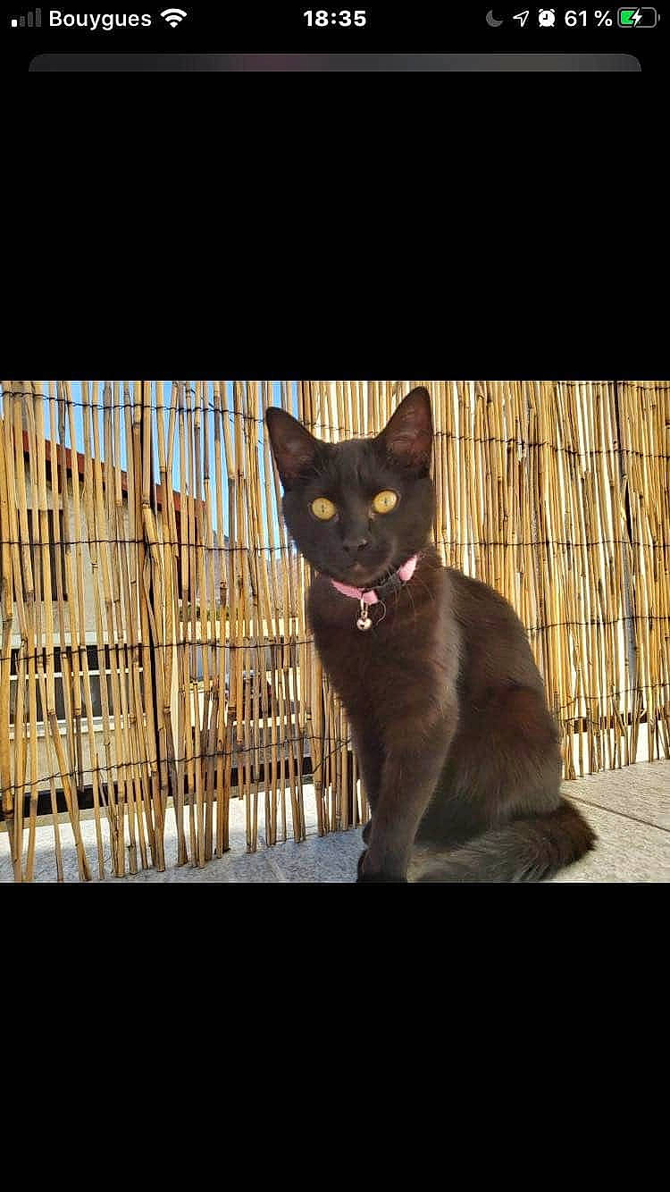 Kayla a rejoint le concours — aidez-le/la à gagner de superbes lots ! asian, black_cat, burmese, carnivore, cat, chartreux, domestic_short_haired_cat, felidae, havana_brown, kitten, korat, mammal, nebelung, photo_caption, russian_blue, sky, small_to_medium_sized_cats, snapshot, vertebrate, whiskers