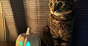 Lily joined the competition — help win amazing prizes! animal, blackcat, cat, festival, food, furniture, halloween, jack_o_lantern, kitten, manx, pet, plant, produce, squash, vegetable