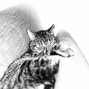 Lily joined the competition — help win amazing prizes! abyssinian, animal, armchair, bodypart, cat, chair, couch, cushion, ear, egyptiancat, furniture, hand, homedecor, kitten, linen, manx, person, pet, sleeping