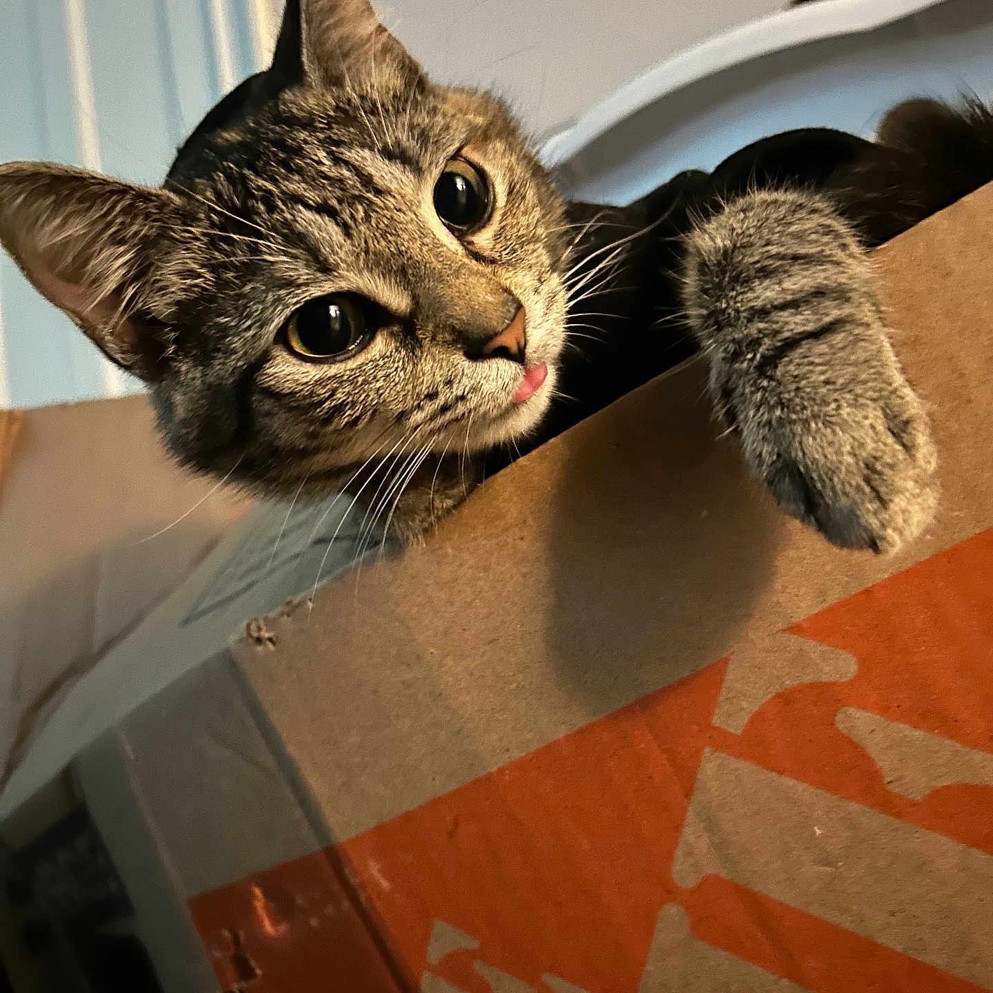 Lily joined the competition — help win amazing prizes! abyssinian, animal, box, cardboard, carton, cat, computer, electronics, hardwood, indoors, kitten, laptop, manx, pc, pet, wood