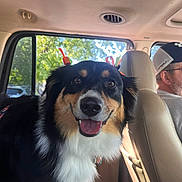 Porsha joined the competition — help win amazing prizes! dog, animal, pet, car, vehicle, ribbons, ears, smile, happy, fur, black, brown, white, inside, window, man, driver, seat, daytime, nature