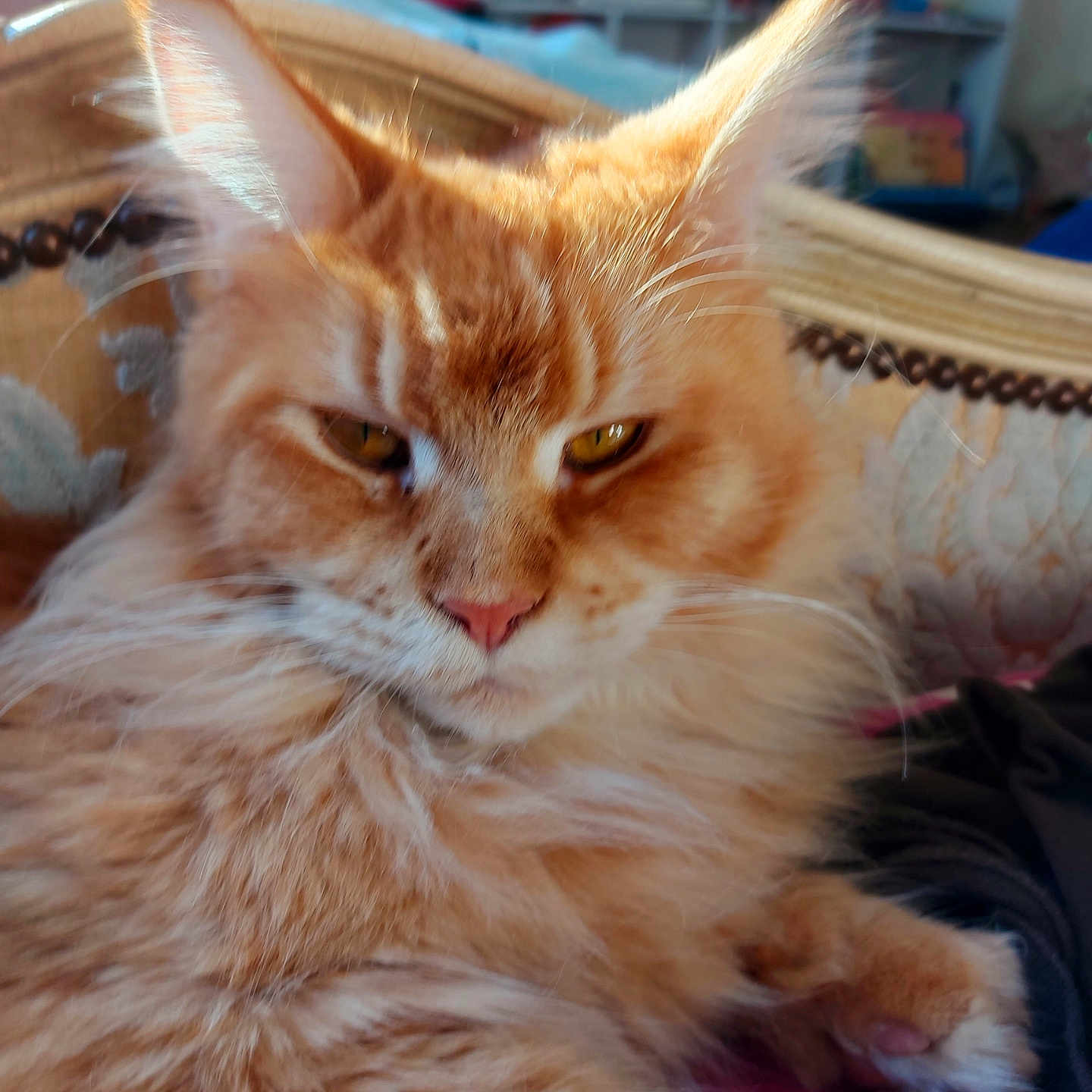 Arlette participe au concours pour gagner de l'argent avec cette photo : cat, orange_cat, fluffy, pet, indoor, furniture, chair, closeup, whiskers, ears, face, fur, relaxed, mammal, animal, domestic, home, cozy, portrait, yellow_eyes